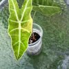 IMG_8208 Alocasia Sanderiana Aurea