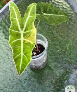 Alocasia Sanderiana Aurea