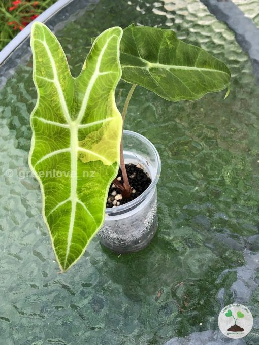 IMG_8208 Alocasia Sanderiana Aurea