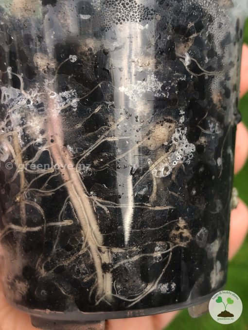 IMG_8211 Roots of the Alocasia Sanderiana Aurea