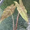 IMG_8213 Alocasia Sanderiana Aurea