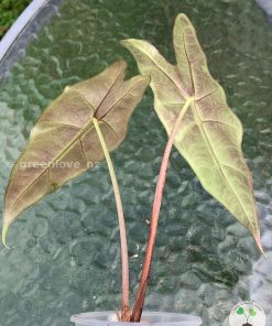 Alocasia Sanderiana Aurea