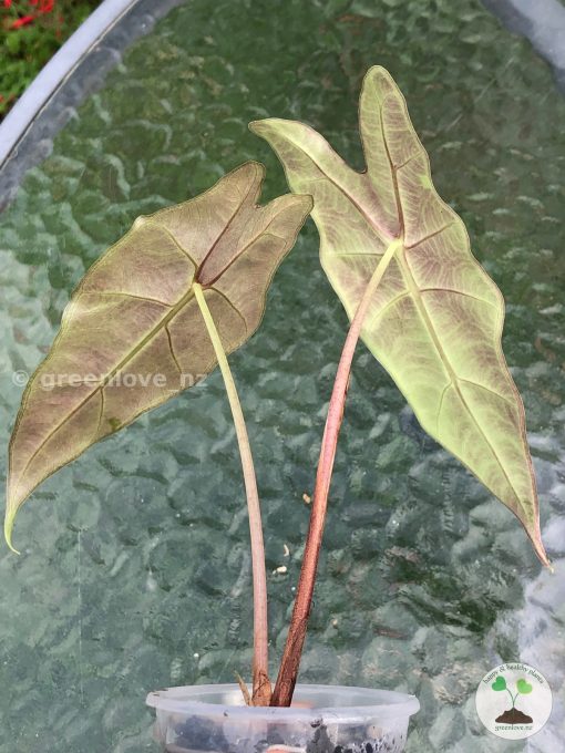 IMG_8213 Alocasia Sanderiana Aurea