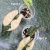 Alocasia Yucatan Pink Princess