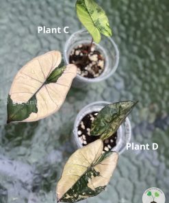 Alocasia Yucatan Pink Princess