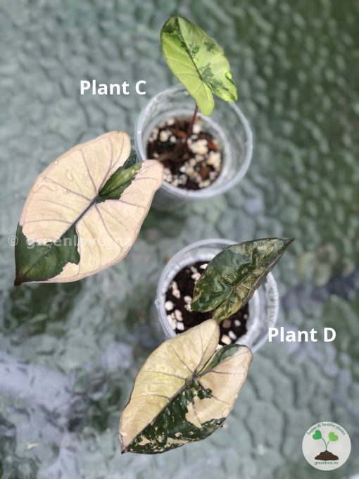 Alocasia Yucatan Pink Princess