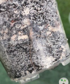 Roots of the Alocasia Yucatan Pink Princess