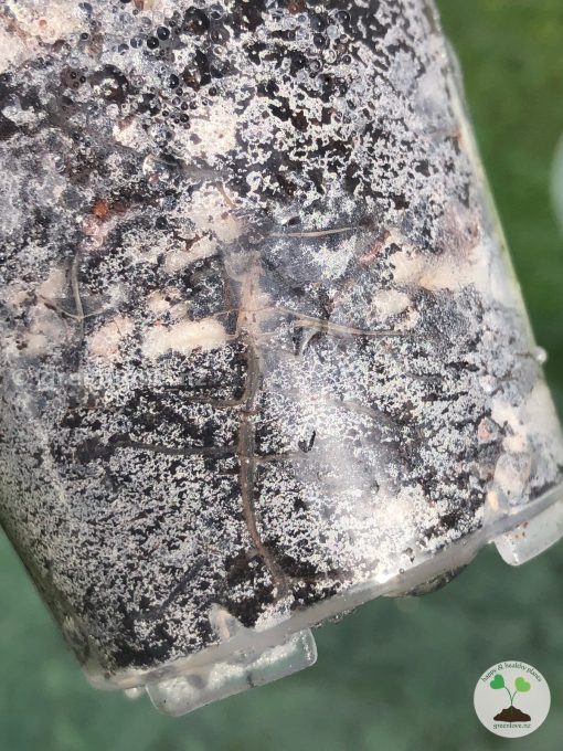 Roots of the Alocasia Yucatan Pink Princess