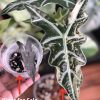 Alocasia Nobilis Pink Variegated. Alocasia Nobilis Pink Variegated