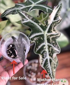 Alocasia Nobilis Pink Variegated. Alocasia Nobilis Pink Variegated