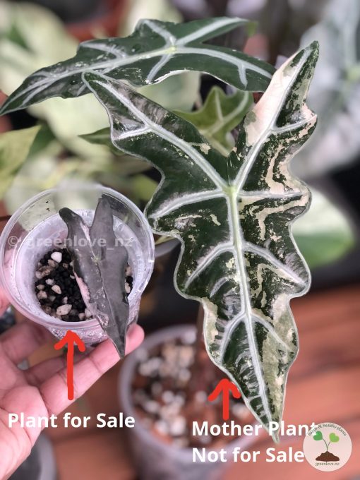 Alocasia Nobilis Pink Variegated. Alocasia Nobilis Pink Variegated