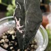 Alocasia Nobilis Pink Variegated.