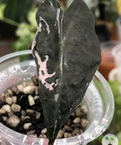 Alocasia Nobilis Pink Variegated.