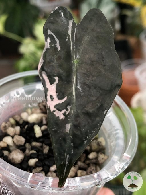 Alocasia Nobilis Pink Variegated.