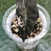 Alocasia Nobilis Pink Variegated.