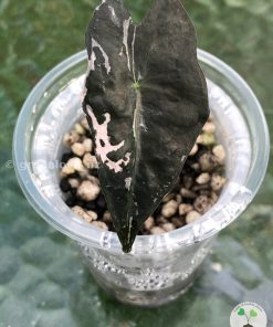 Alocasia Nobilis Pink Variegated.
