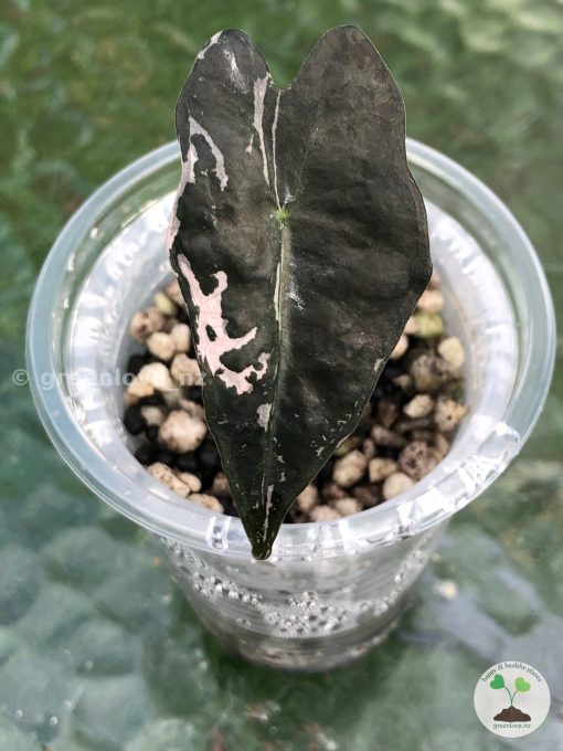 Alocasia Nobilis Pink Variegated.