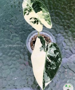 Variegated Alocasia Frydek