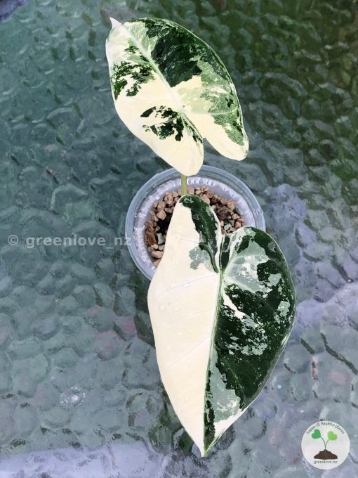 Variegated Alocasia Frydek