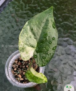 Alocasia Macrorrhiza mint splash