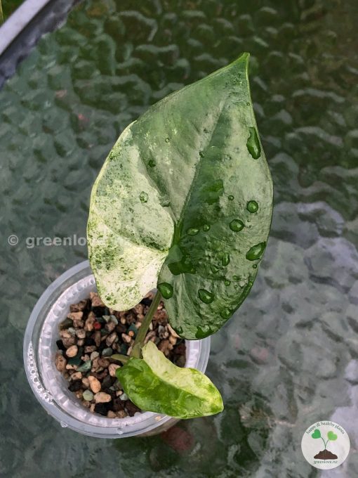 Alocasia Macrorrhiza mint splash