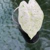 Alocasia Macrorrhiza mint splash