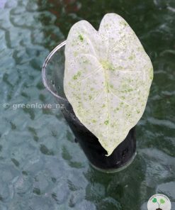Alocasia Macrorrhiza mint splash