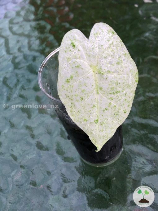 Alocasia Macrorrhiza mint splash