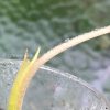 New growth of the Alocasia Macrorrhiza mint splash