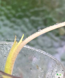 New growth of the Alocasia Macrorrhiza mint splash