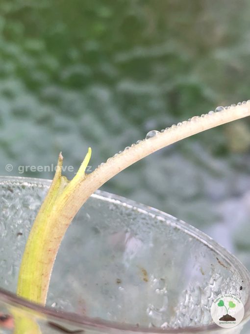 New growth of the Alocasia Macrorrhiza mint splash
