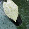 Alocasia Macrorrhiza mint splash