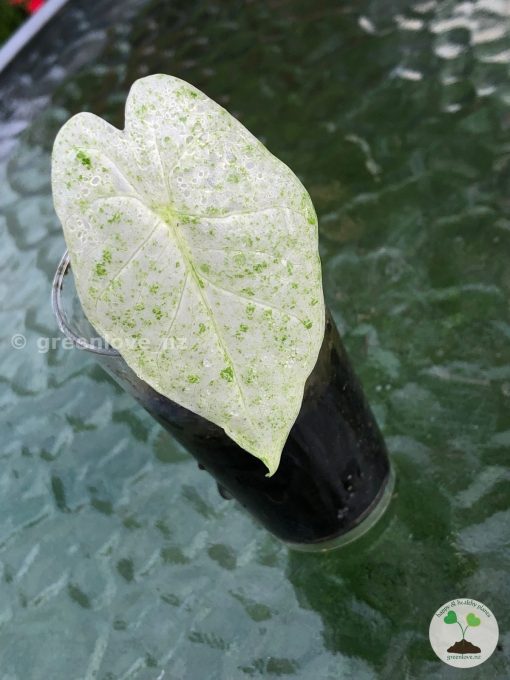 Alocasia Macrorrhiza mint splash
