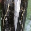 Roots of Alocasia Macrorrhiza mint splash