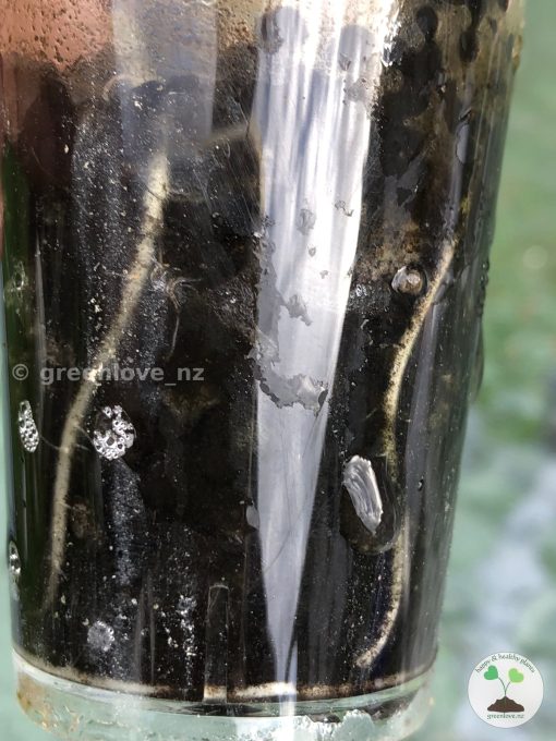 Roots of Alocasia Macrorrhiza mint splash