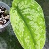 Rare Scindapsus Exotica Mejile sp Sumatra