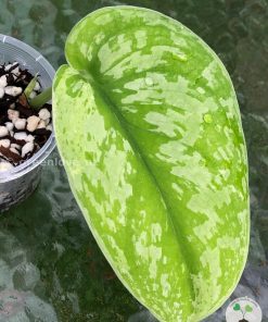 Rare Scindapsus Exotica Mejile sp Sumatra