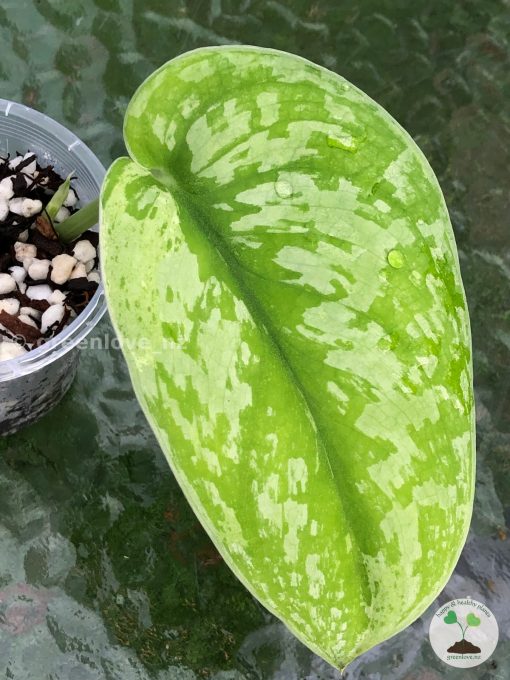 Rare Scindapsus Exotica Mejile sp Sumatra