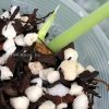 Rare Scindapsus Exotica Mejile sp Sumatra