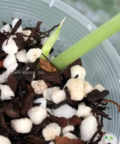 Rare Scindapsus Exotica Mejile sp Sumatra