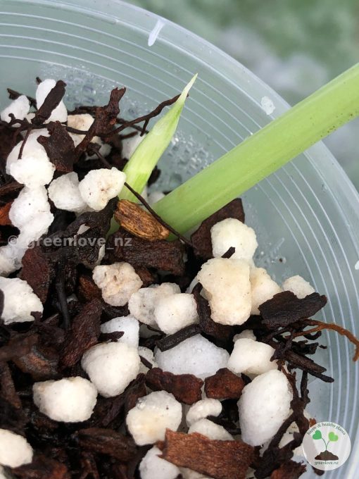 Rare Scindapsus Exotica Mejile sp Sumatra
