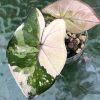 Beautifully variegated Alocasia Yucatan Pink Princess