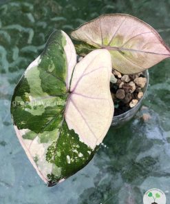 Beautifully variegated Alocasia Yucatan Pink Princess