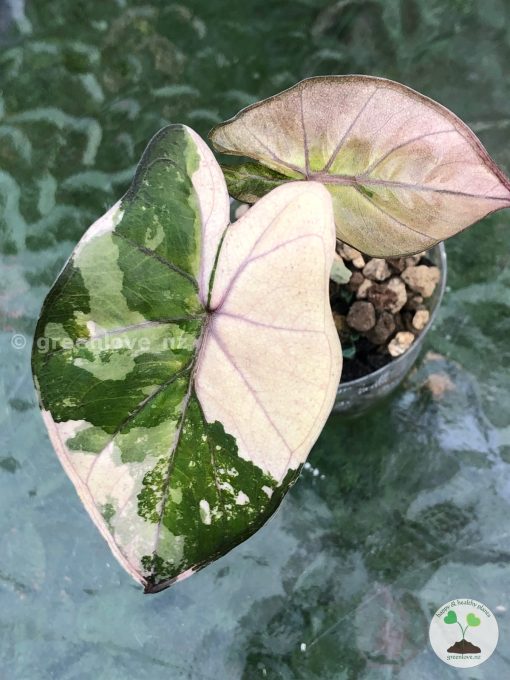 Beautifully variegated Alocasia Yucatan Pink Princess