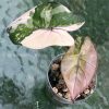 Beautifully variegated Alocasia Yucatan Pink Princess