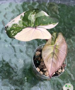 Beautifully variegated Alocasia Yucatan Pink Princess