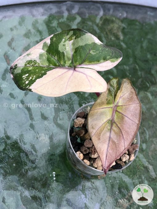 Beautifully variegated Alocasia Yucatan Pink Princess