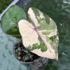 Alocasia Yucatan Pink Princess