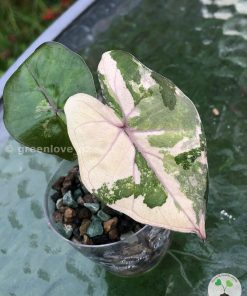 Alocasia Yucatan Pink Princess