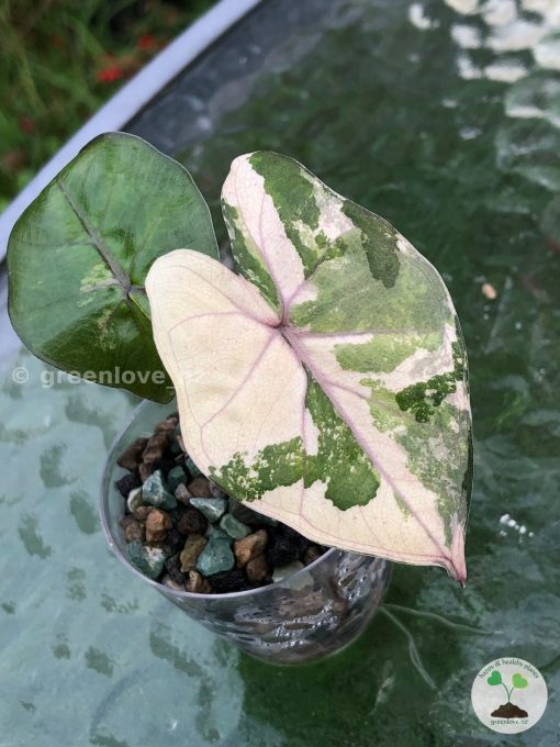 Alocasia Yucatan Pink Princess